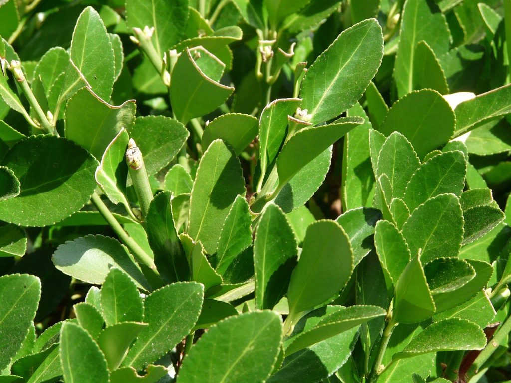real laurel, plant, laurus nobilis, noble laurel, spice laurel, laurel plant, lauraceae, laurel, laurus, shrub, tree, deciduous wood, nature, leaves, green, evergreen