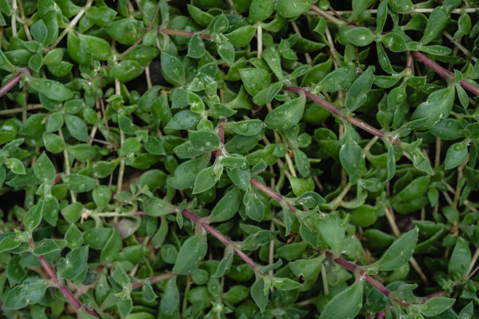 Close-up of vibrant green thyme leaves with dewdrops, showcasing natural freshness.