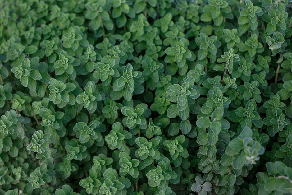 Close-up of vibrant green oregano leaves in natural light, showcasing fresh herbal texture.
